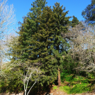 Redwood- Cambridge Tree Trust